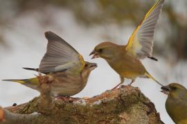 Dzwoniec - Chloris chloris - Greenfinch