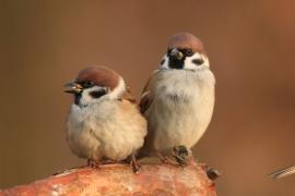 Mazurek - Passer montanus - Eurasian Tree Sparrowh