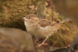 Wróbel - Passer domesticus - House Sparrow