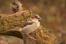 Wróbel - Passer domesticus - House Sparrow