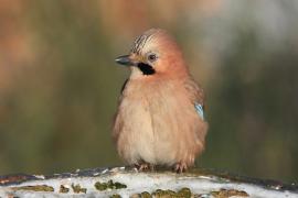 Sójka - Garrulus glandarius - Eurasian Jay