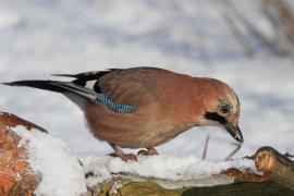 Sójka - Garrulus glandarius - Eurasian Jay
