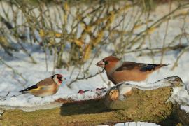 Grubodziób - Coccothraustes coccothraustes - Hawfinch