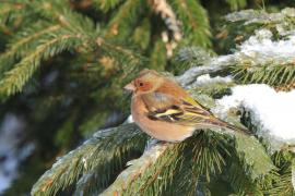 Zięba - Fringilla coelebs - Common Chaffinch