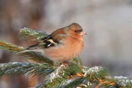 Zięba - Fringilla coelebs - Common Chaffinch