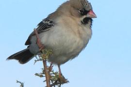 Łuskogłowik czarnobrody - Sporopipes squamifrons - Scaly-fronted Weaver