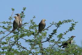 Szpak ozdobny - Creatophora cinerea - Wattled Starling