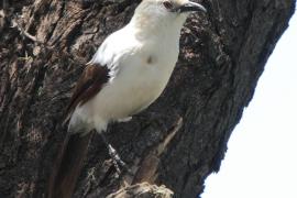 Tymal dwubarwny - Turdoides bicolor - Southern Pied Babble