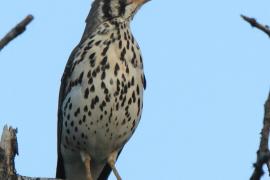 Drozd kroplisty - Psophocichla litsitsirupa - Groundscraper Thrush
