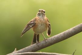 Drozdówka jasna - Cercotrichas leucophrys - White-browed Scrub Robin