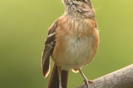 Drozdówka jasna - Cercotrichas leucophrys - White-browed Scrub Robin