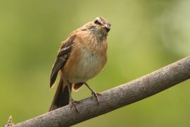 Drozdówka jasna - Cercotrichas leucophrys - White-browed Scrub Robin