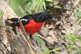 Dzierzyk purpurowy - Laniarius atrococcineus - Crimson-breasted Gonolek