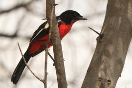 Dzierzyk purpurowy - Laniarius atrococcineus - Crimson-breasted Gonolek