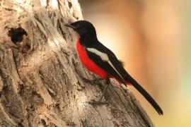 Dzierzyk purpurowy - Laniarius atrococcineus - Crimson-breasted Gonolek