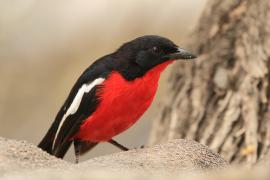 Dzierzyk purpurowy - Laniarius atrococcineus - Crimson-breasted Gonolek