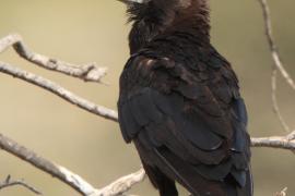 Wrona przylądkowa - Corvus capensis - Cape Crow