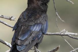 Wrona przylądkowa - Corvus capensis - Cape Crow