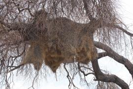 Tkacz - Philetairus socius - Sociable Weaver