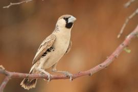 Tkacz - Philetairus socius - Sociable Weaver