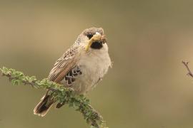 Tkacz - Philetairus socius - Sociable Weaver