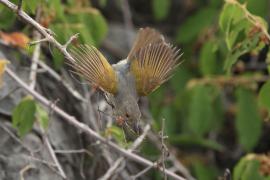 Beczak szarogrzbiety - Camaroptera brevicaudata - Grey-backed Camaroptera