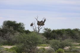 Tkacz - Philetairus socius - Sociable Weaver