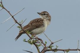 Skowroniec białobrzuchy - Calendulauda africanoides - Fawn-colored Lark