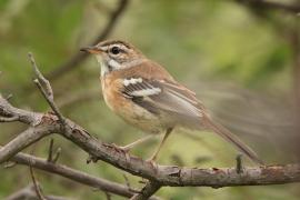 Drozdówka jasna - Cercotrichas leucophrys - White-browed Scrub Robin