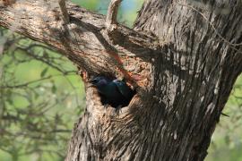 Błyszczak ciemny - Lamprotornis mevesii - Meves's Starling