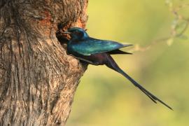 Błyszczak ciemny - Lamprotornis mevesii - Meves's Starling