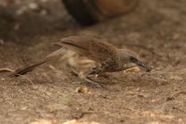 Tymal łuskogłowy - Turdoides hartlaubii - Hartlaub's Babbler