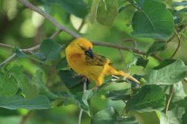 Wikłacz złotawy - Ploceus xanthops - Holub's Weaver