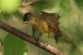 Żółtobrzuch okularowy - Chlorocichla flaviventris - Yellow-bellied Greenbul