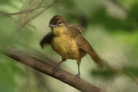 Żółtobrzuch okularowy - Chlorocichla flaviventris - Yellow-bellied Greenbul