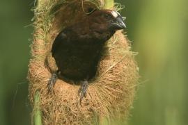 Brunatniczka - Amblyospiza albifrons - Grosbeak Weaver