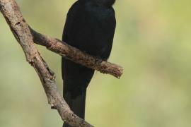 Dziwogon żałobny - Dicrurus adsimilis - Fork-tailed Drongo