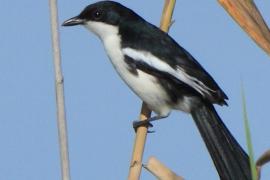 Dzierzyk dwubarwny - Laniarius bicolor - Swamp Boubou