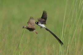 Wdówka białobrzucha - Vidua macroura - Pin-tailed Whydah