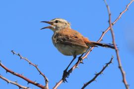 Drozdówka pustynna - Cercotrichas paena - Kalahari Scrub Robin