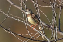 Prinia obrożna - Prinia flavicans - Black-chested Prinia