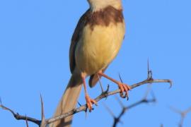 Prinia obrożna - Prinia flavicans - Black-chested Prinia