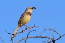 Prinia obrożna - Prinia flavicans - Black-chested Prinia