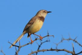 Prinia obrożna - Prinia flavicans - Black-chested Prinia