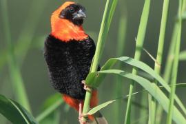 Wikłacz ognisty - Euplectes orix - Southern Red Bishop