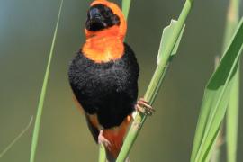 Wikłacz ognisty - Euplectes orix - Southern Red Bishop