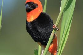 Wikłacz ognisty - Euplectes orix - Southern Red Bishop