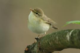 Piecuszek - Phylloscopus trochilus - Willow Warbler