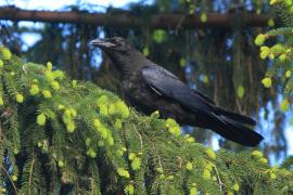 Kruk - Corvus corax - Common Raven