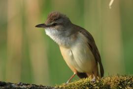 Trzciniak - Acrocephalus arundinaceus - Great Reed-Warbler